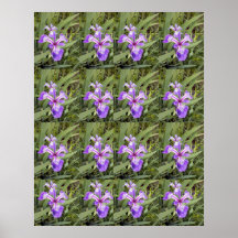 Poster roxo da íris 2