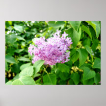 Poster roxo do lilac do lavander da lavanda