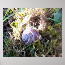 Poster Tanning do caracol