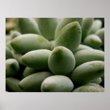 Poster verde das gemas