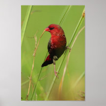 Poster vermelho de Munia