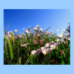 Poster - wildflowers de Califórnia posters