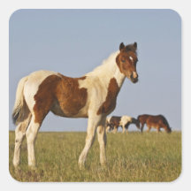 Potro feroz do caballus do Equus do cavalo) com re Adesivos Quadrados