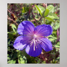 Prado Cranesbill 1 poster