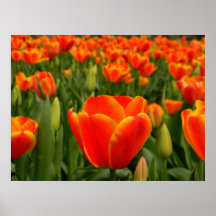Prazer 2 da tulipa pôsteres