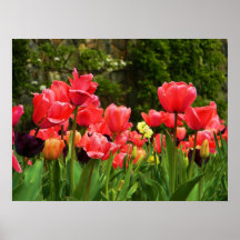 Prazer da tulipa impressão