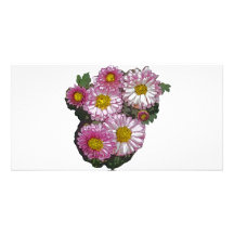 Presentes cor-de-rosa do crisântemo cartão com fotos personalizado