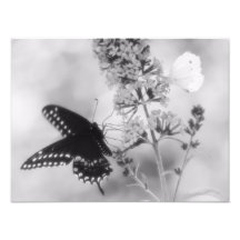 Preto & a uma fotografia branca da borboleta