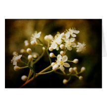 Primavera Cartoes