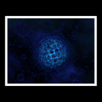 Protist posters