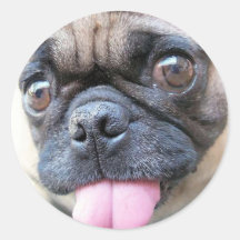 pugs com etiqueta da língua adesivos em formato redondos