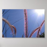 Quintal Bush 2 Posters