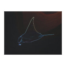 Raio de Manta bonito - canvas esticadas Impressão De Canvas Esticada