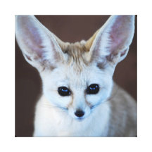 Raposa de Fennec Impressão De Canvas Envolvidas