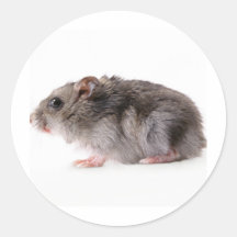 “rato " adesivo