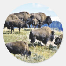 Rebanho do búfalo - parque nacional de Yellowstone Adesivo