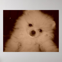 Regra de Pomeranians Posteres