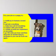 REGRAS DO FILHOTE DE CACHORRO POSTERES
