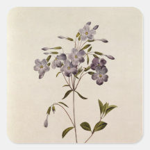 Reptans do Phlox Adesivo