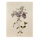 Reptans do Phlox Cartão Postal
