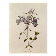 Reptans do Phlox Cartão Postal
