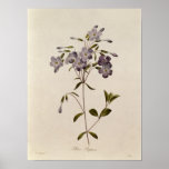 Reptans do Phlox Poster