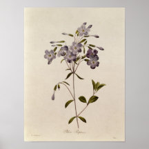 Reptans do Phlox Poster