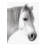 Retrato árabe branco do cavalo cartão postal