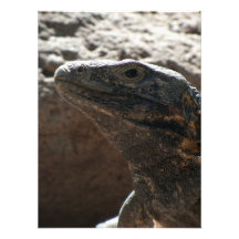 Retrato da iguana impressão fotográficas