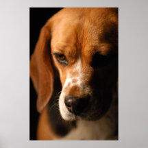 Retrato do lebreiro poster