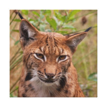 Retrato do lince do lince impressão de canvas envolvida