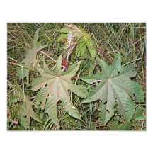 Ricinus da planta de óleo de rícino communis foto arte