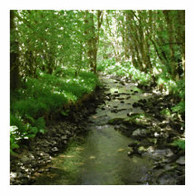 Rio que corre através da floresta fotoescultura