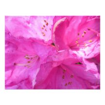 Rododendro cor-de-rosa convites