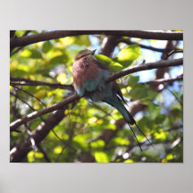 Rolo breasted Lilac Impressão