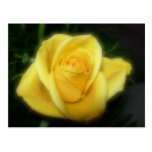 Rosa amarelo cartão postal