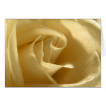 Rosa amarelo postais