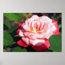 Rosa branco e amarelo cor-de-rosa demasiado! Poste