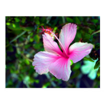 Rosa brilhante da flor do hibiscus contra o verde cartées postais