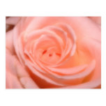 Rosa do rosa cartoes postais