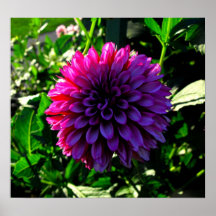 Rosa e roxa, flor posters