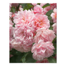 Rosa "Felicia " do rosa Fotografias