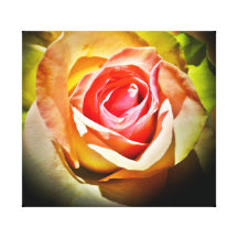 Rosa - Para Ti Impressão De Canvas Esticada