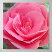Rosa quente de Camelia Posters