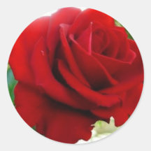 Rosa vermelha adesivos em formato redondos