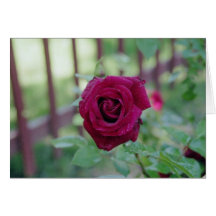 Rosa vermelha cartao