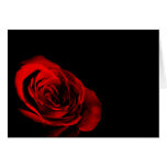 Rosa vermelha postais