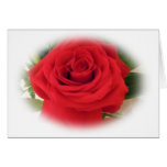 Rosa vermelha cartões