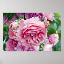 Rosas cor-de-rosa pôsteres