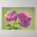 Rosas elegantes cor-de-rosa impressão